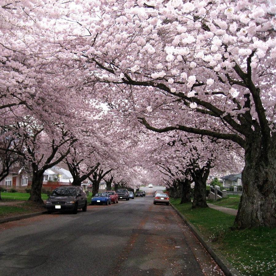 Prunus x yedoensis 'Akebono' ~ Cereza en flor de Akebono