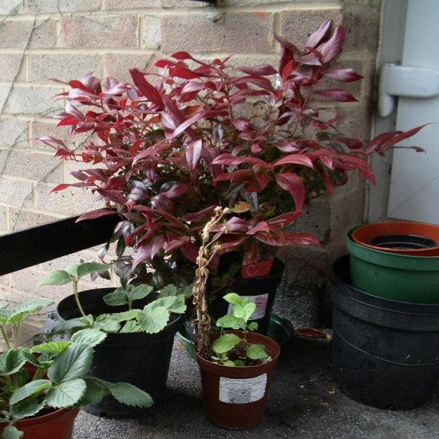 Leucothoe fontanesiana 'Zeblid' ~ Scarletta® Leucothoe