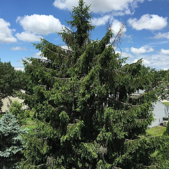 Picea abies ~ Norway Spruce