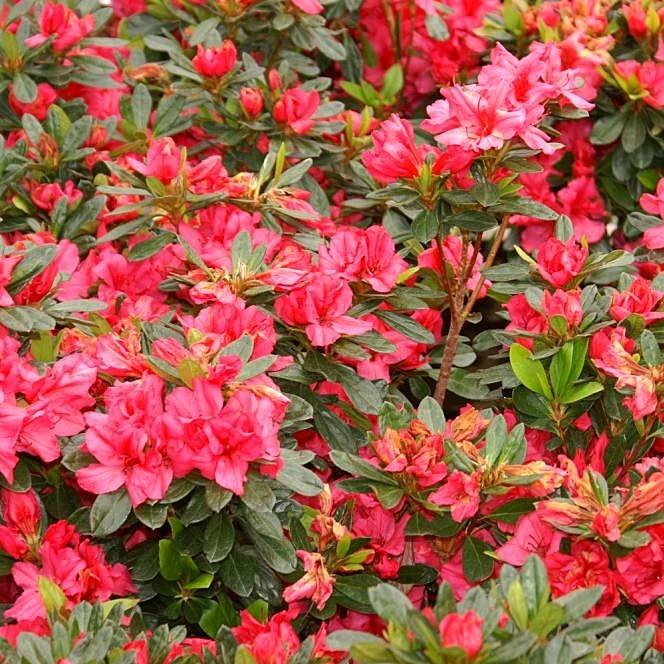 Rhododendron x Girard 'Girard's Rose' ~ Girard's Rose Azalea