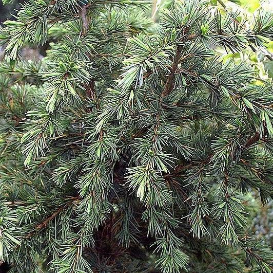 Cedrus deodara 'Divinely Blue' ~ Divinely Blue Deodar Cedar