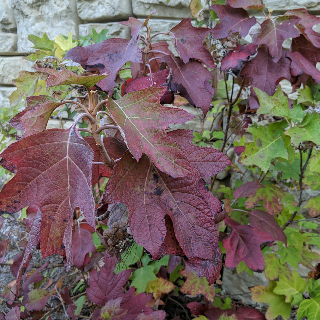 Hydrangea quercifolia 'Alice' ~ Hortensia Alice Oakleaf