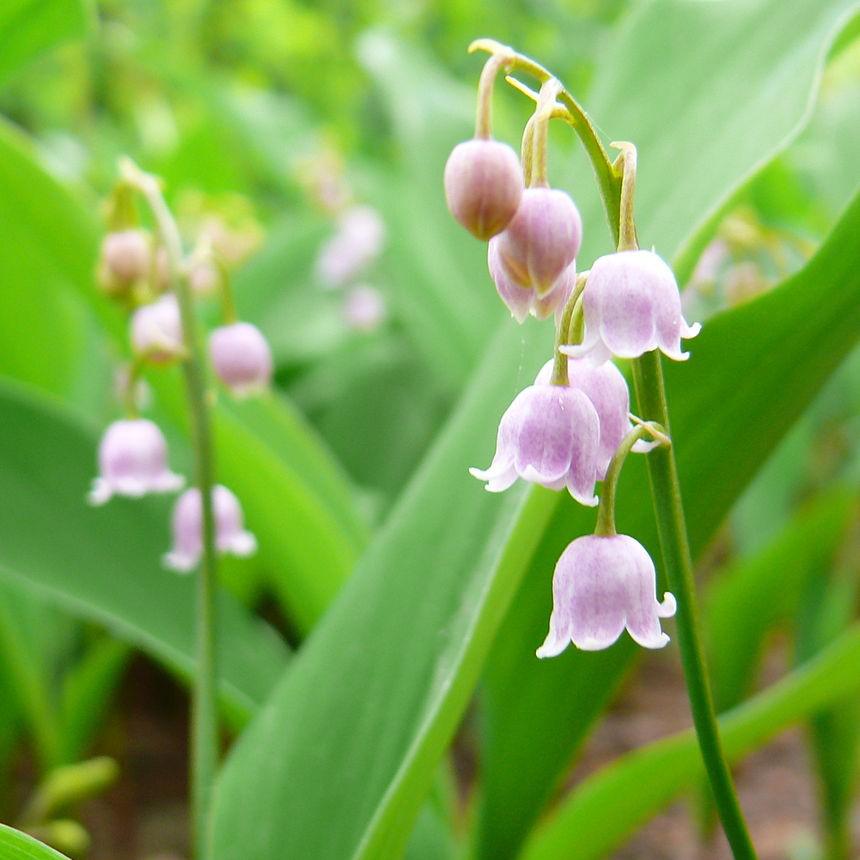 Convallaria majalis 'Rosea' ~ Pink Lily of the Valley