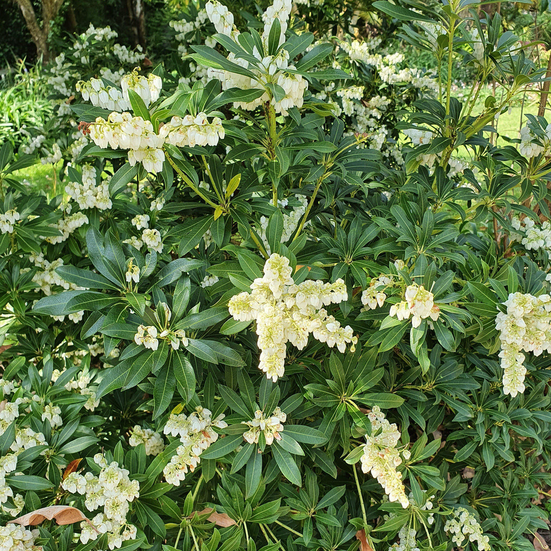 Pieris japonica 'Greprs' ~ Southern Lady® Pieris