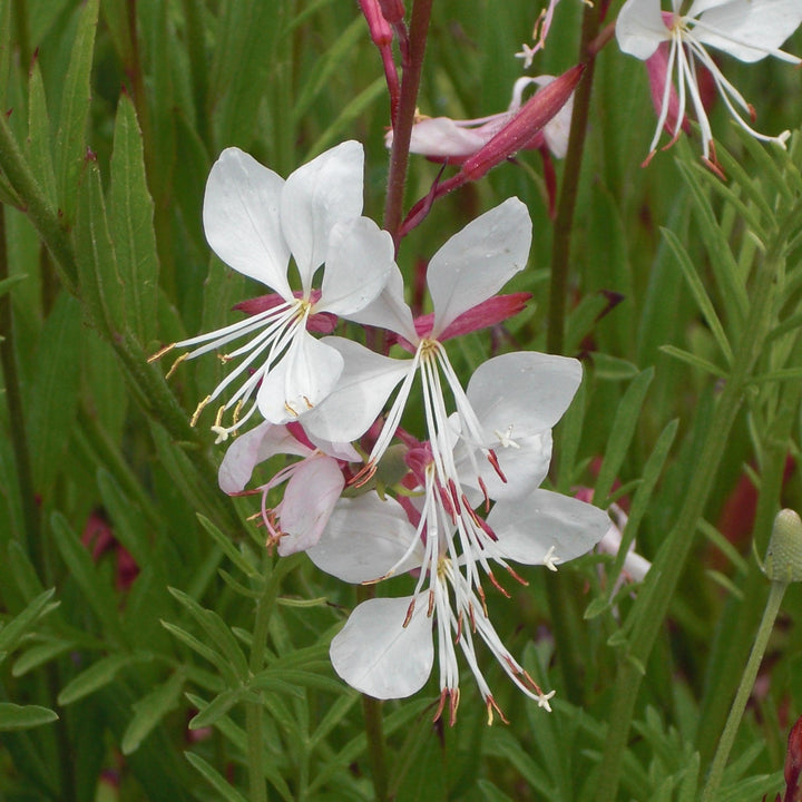 Gaura lindheimeri 'Whirling Butterflies' ~ Whirling Butterflies Gaura