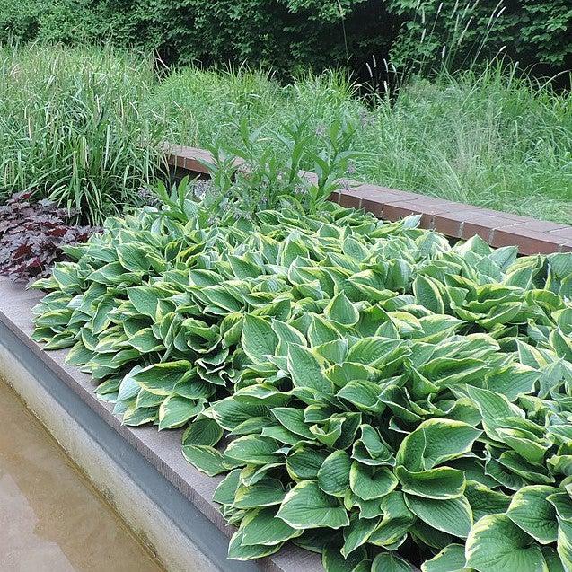 Hosta 'First Frost' ~ First Frost Hosta