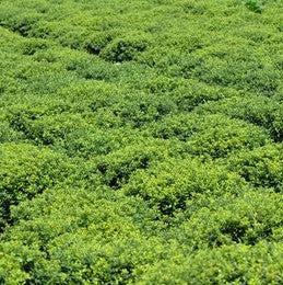 Ilex crenata 'Soft-Touch' ~ Acebo japonés de tacto suave