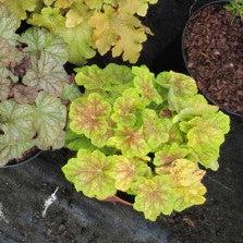 Heuchera 'Electric Lime' ~ Electric Lime Coral Bells