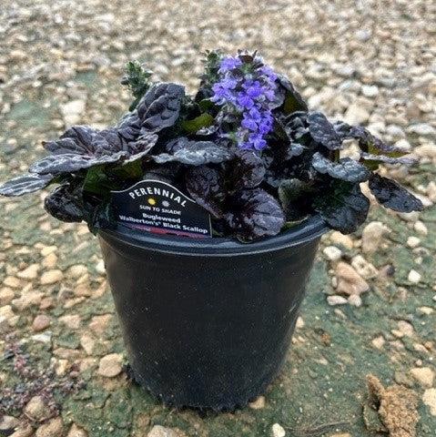 Ajuga reptans 'Binblasca' ~ Black Scallop Bugleweed