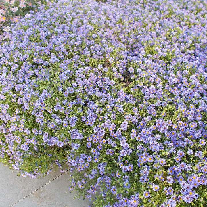 Aster oblongifolium 'October Skies' ~ October Skies Aromatic Aster