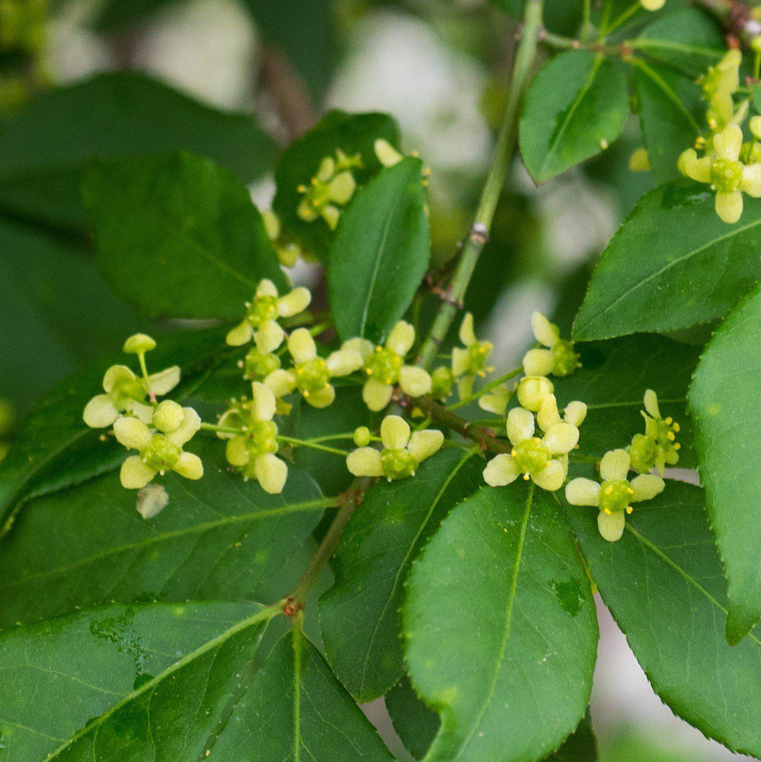 Euonymus alatus 'Compactus' ~ Zarza ardiente enana