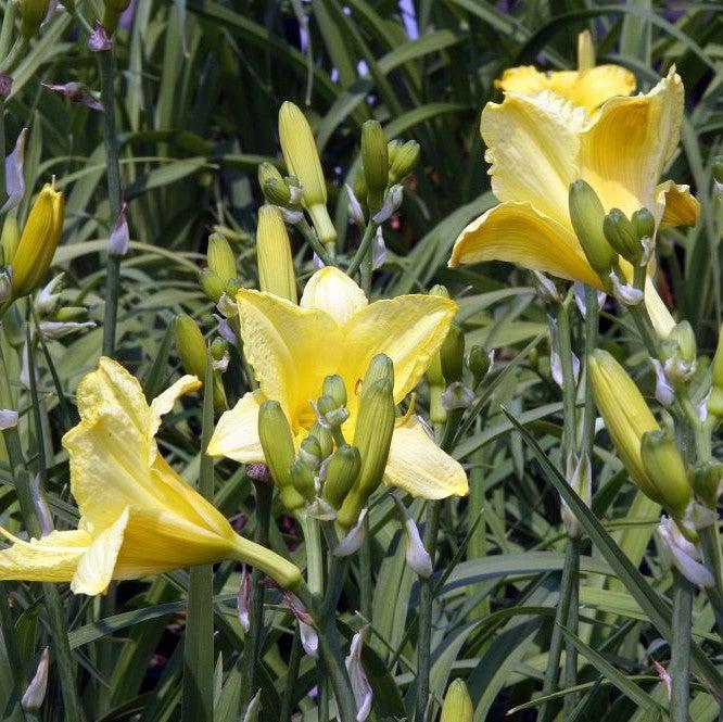 Hemerocallis 'Happy Returns' ~ Happy Returns Daylily