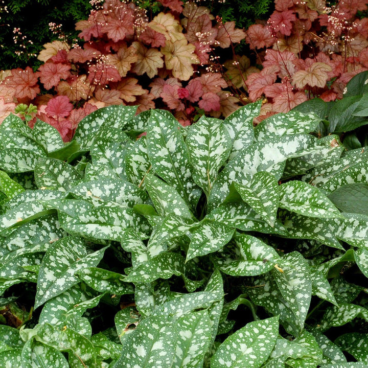 Pulmonaria 'Trevi Fountain' ~ Trevi Fountain Lungwort