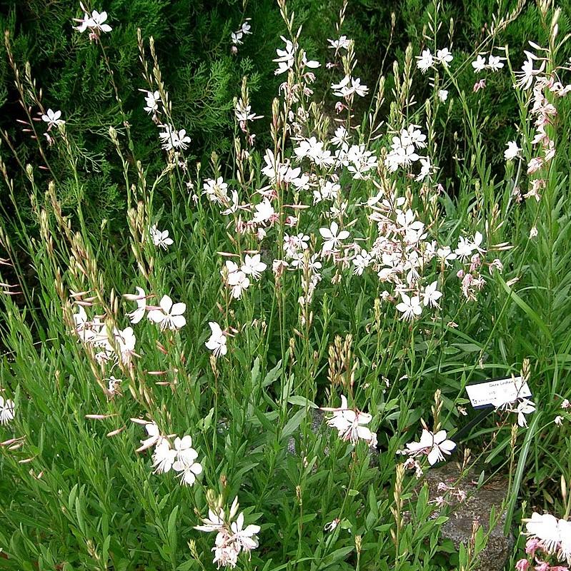 Gaura lindheimeri 'So White' ~ So White Gaura