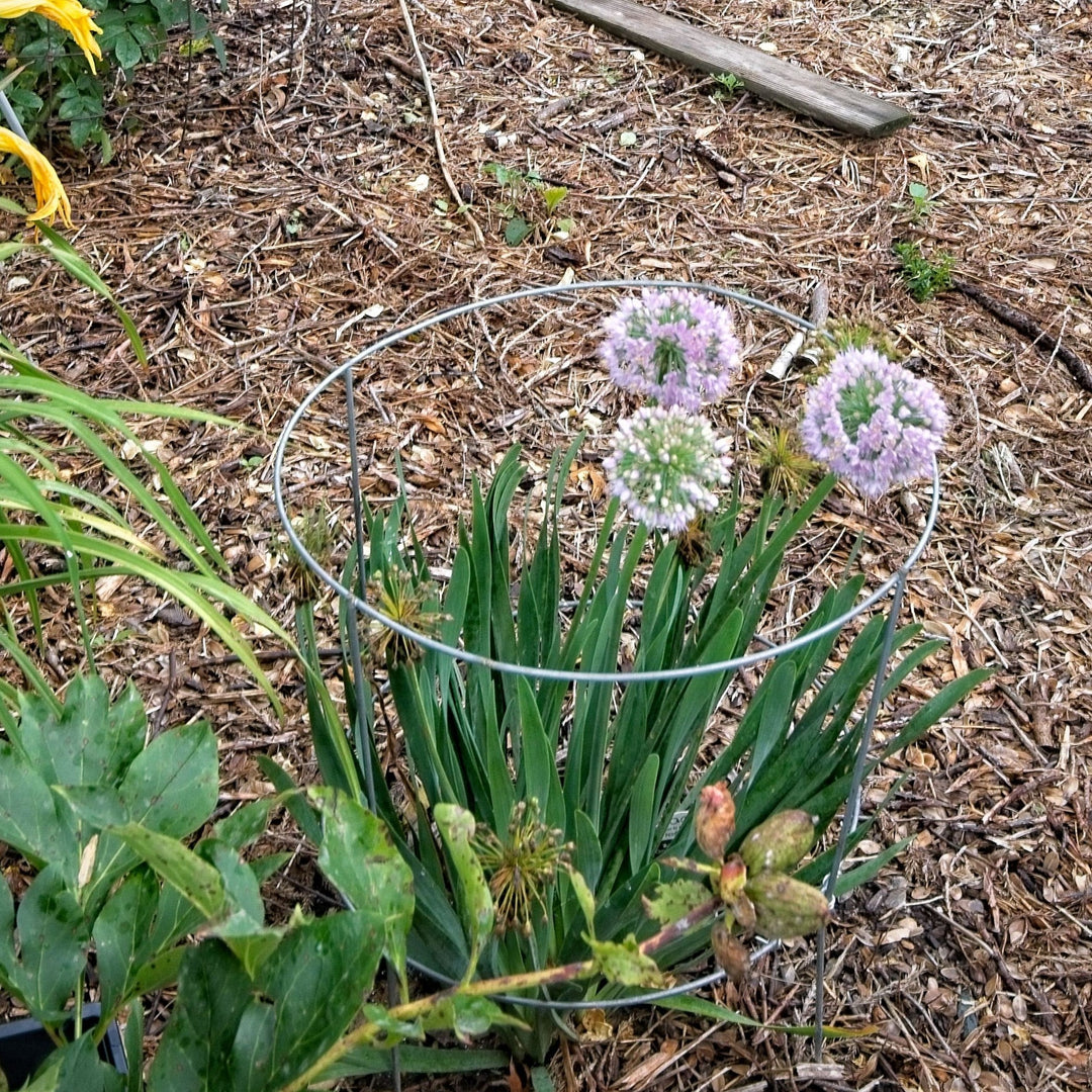 Allium ‘Bubble Bath’ ~ Bubble Bath Ornamental Onion