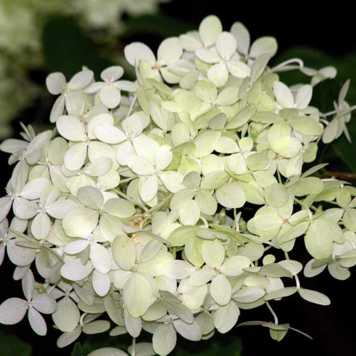 Hortensia paniculata 'Tardiva' ~ Hortensia Tardiva