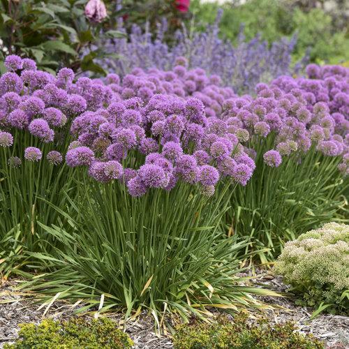 Allium ‘Serendipity’ ~ Serendipity Ornamental Onion