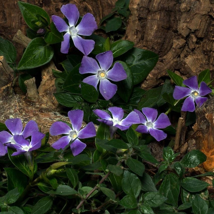 Vinca minor ~ Periwinkle, Creeping Myrtle