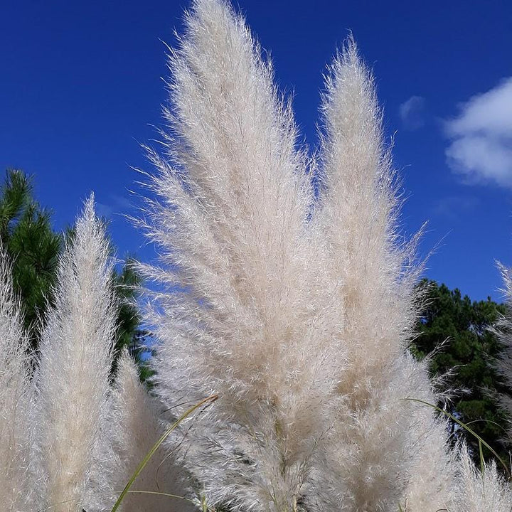 Cortaderia selloana 'Andes Silver' ~ Andes Silver Pampas Grass