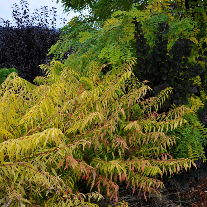 Rhus typhina 'Bailtiger' ~ First Editions® Tiger Eyes Staghorn Sumac