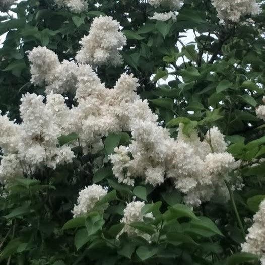 Syringa vulgaris 'Madame Lemoine' ~ Madame Lemoine Lilac