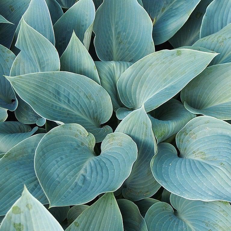 Hosta 'Halcyon' ~ Halcyon Hosta