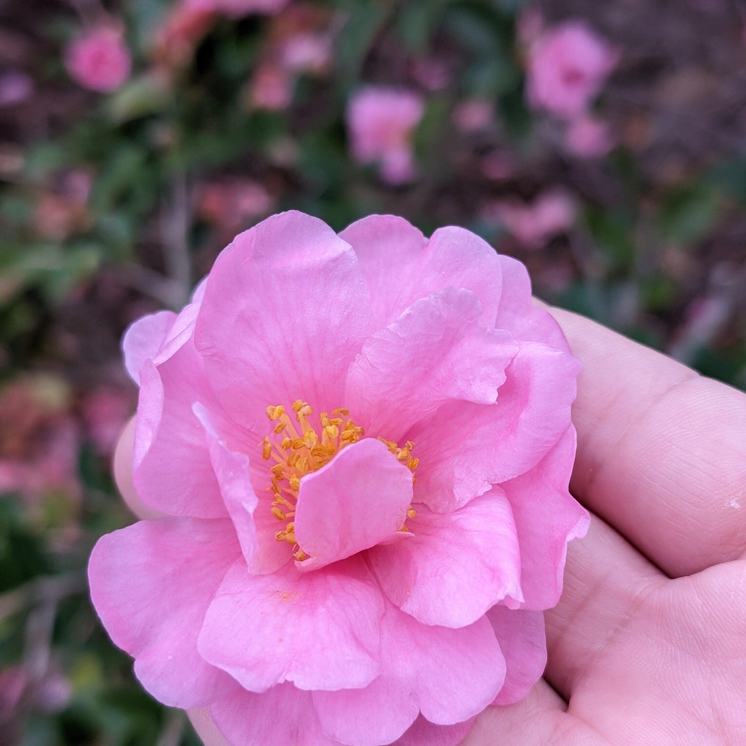 Camellia japonica 'La perfección de Taylor' ~ La perfección de Taylor Camellia