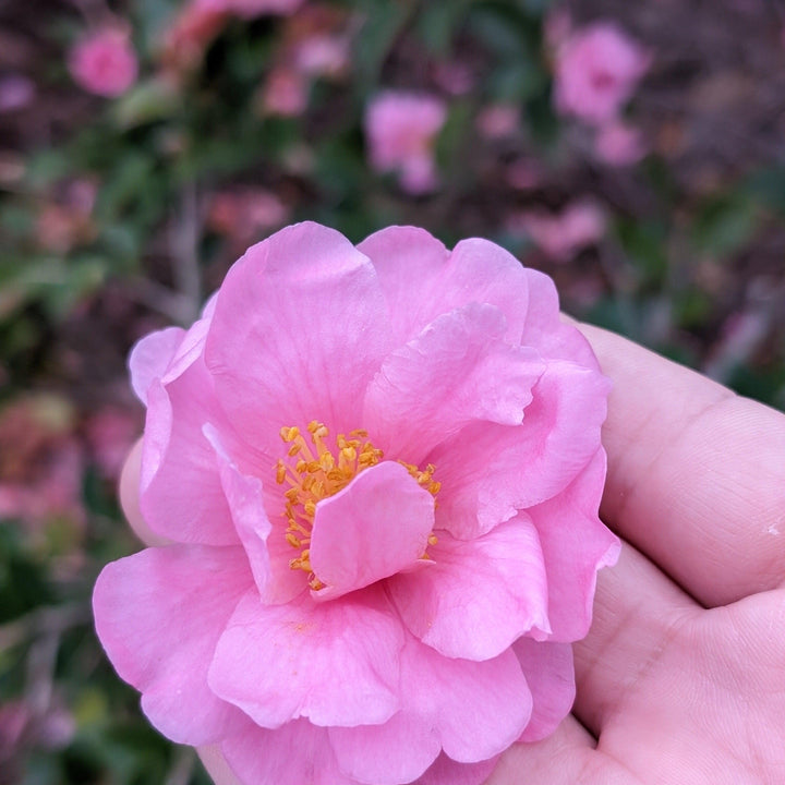 Camellia japonica 'La perfección de Taylor' ~ La perfección de Taylor Camellia