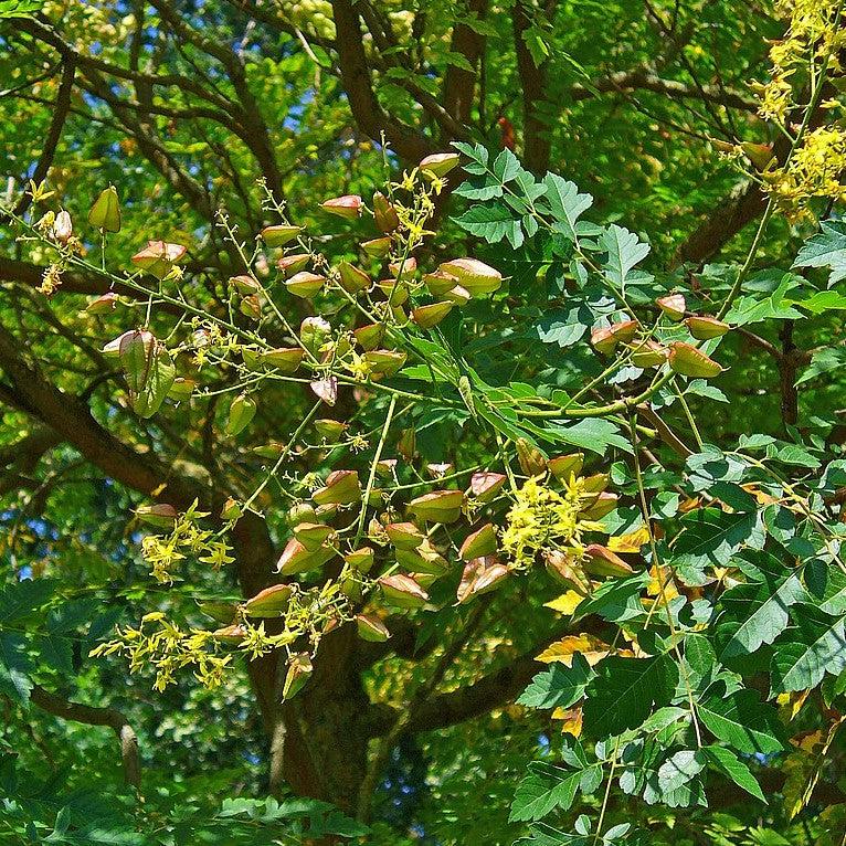 Koelreuteria paniculata ~ Golden Rain Tree