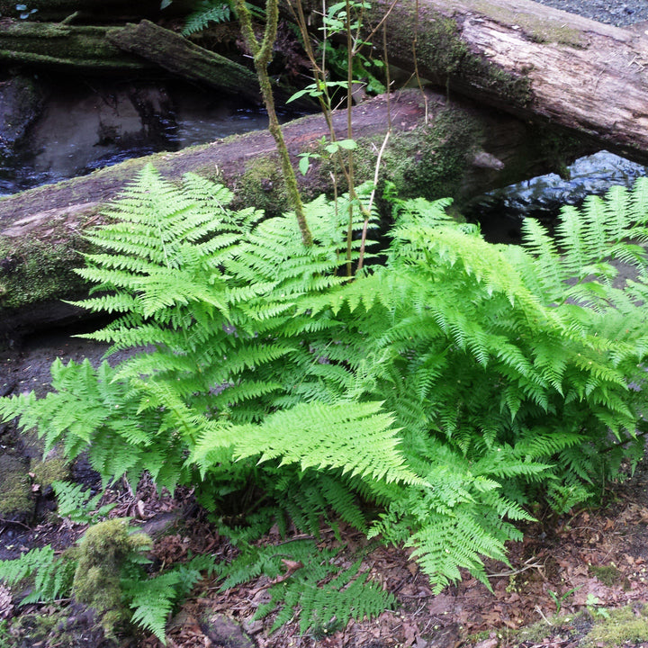 Athyrium filix-femina ~ Lady Fern