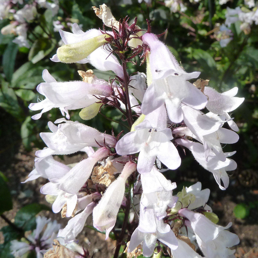 Penstemon digitalis 'Husker Red' ~ Husker Red Beardtongue