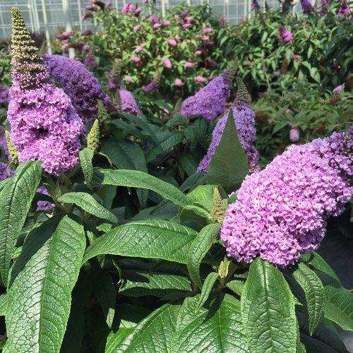 Buddleia x 'SMNBDL' ~ Arbusto de mariposa amatista Pugster®