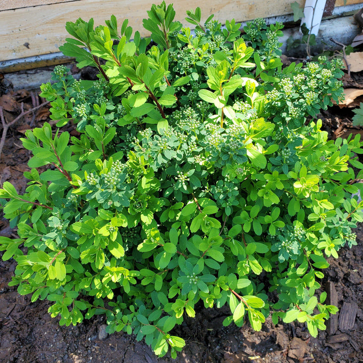 Spiraea nipponica 'Montículo de nieve' ~ Montículo de nieve Spirea