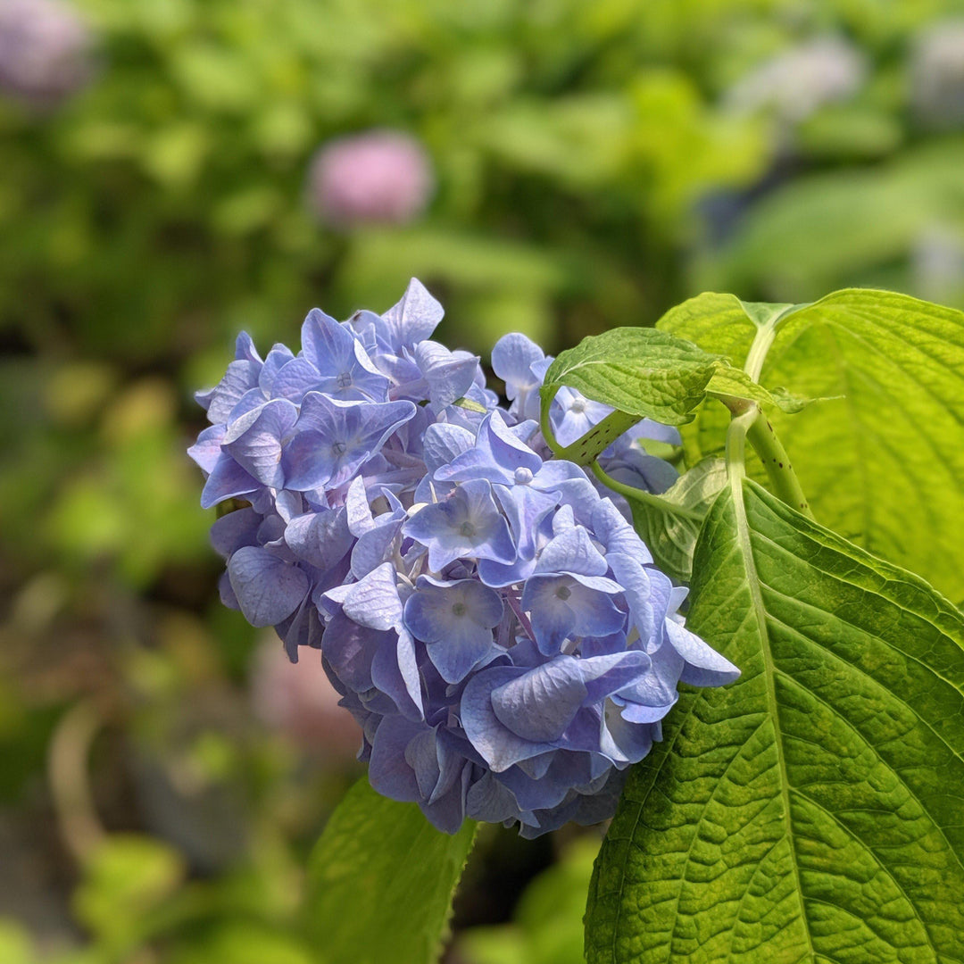 Hydrangea macrophylla 'Nikko Blue' ~ ​​Hortensia Nikko Blue