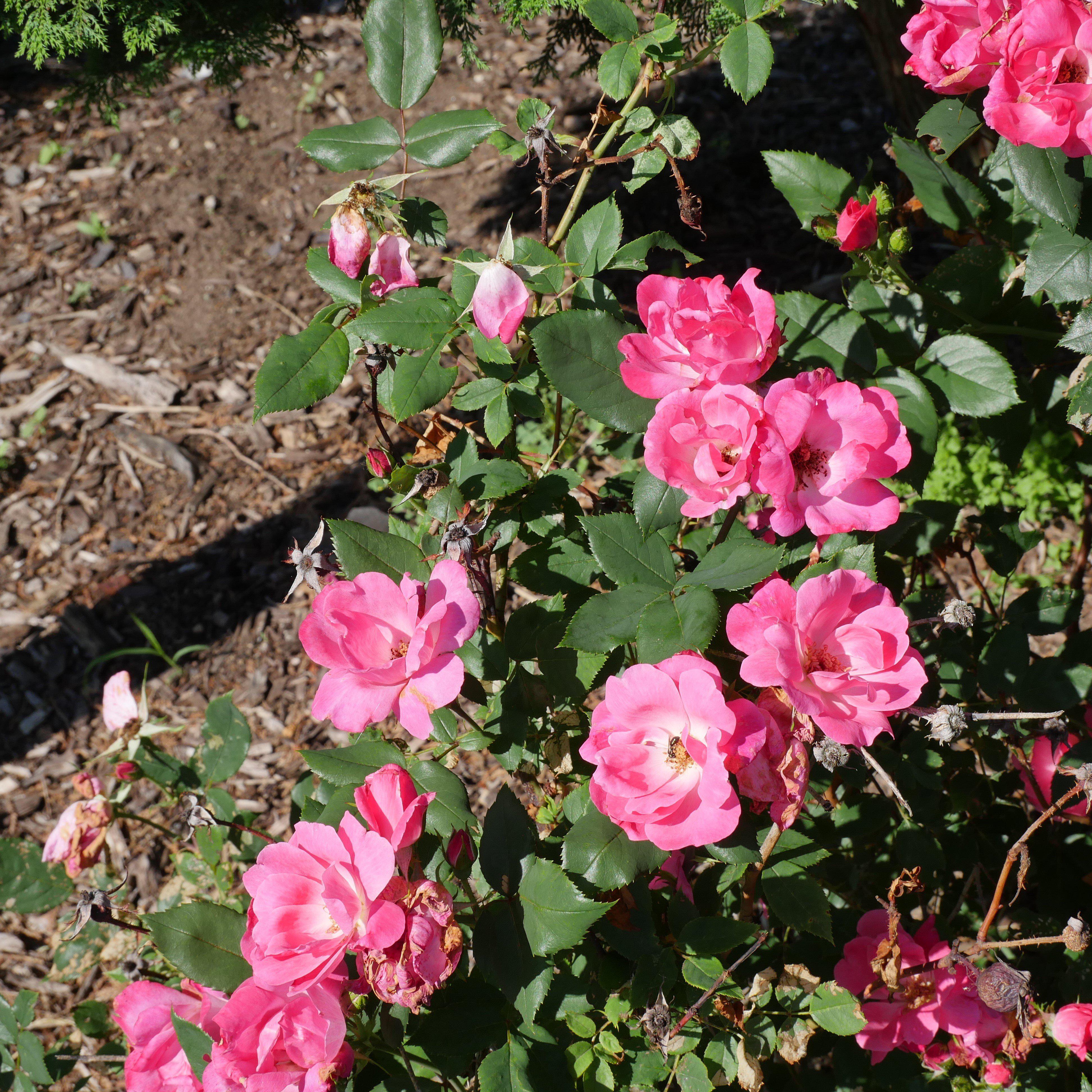 Rosa 'Radcon' PP#15,070 ~ Pink Knock Out® Rose – JTSOP Farms