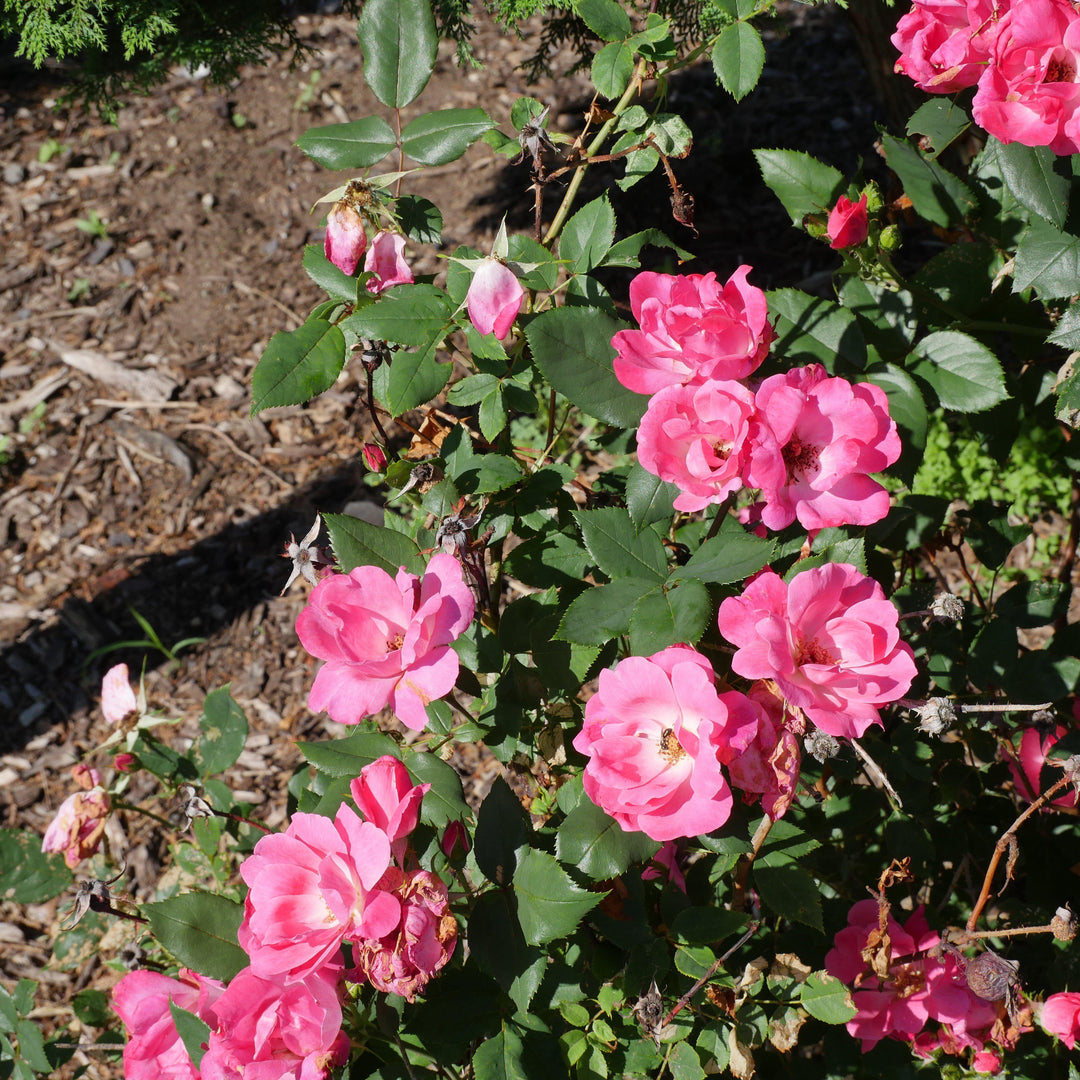 Rosa ‘Radcon’ PP#15,070 ~ Pink Knock Out® Rose