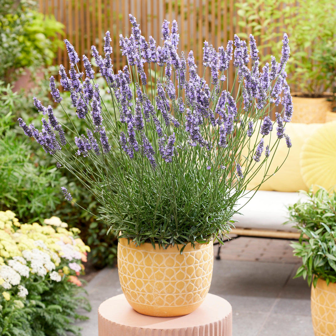Lavandula x intermedia 'Tesseract' ~ Sensational!® Lavender
