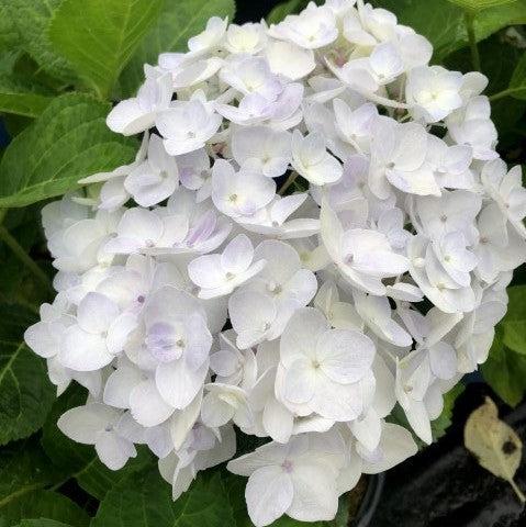 Hydrangea macrophylla 'Blushing Bride' ~ Endless Summer® Blushing Bride® Hortensia