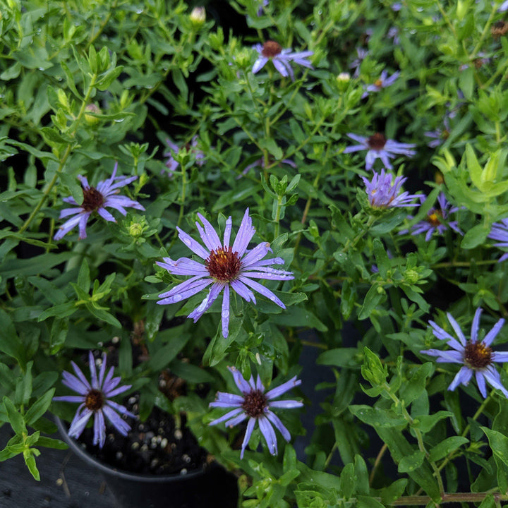 Aster oblongifolius 'Raydon's Favorite' ~ Raydon's Favorite Aromatic Aster