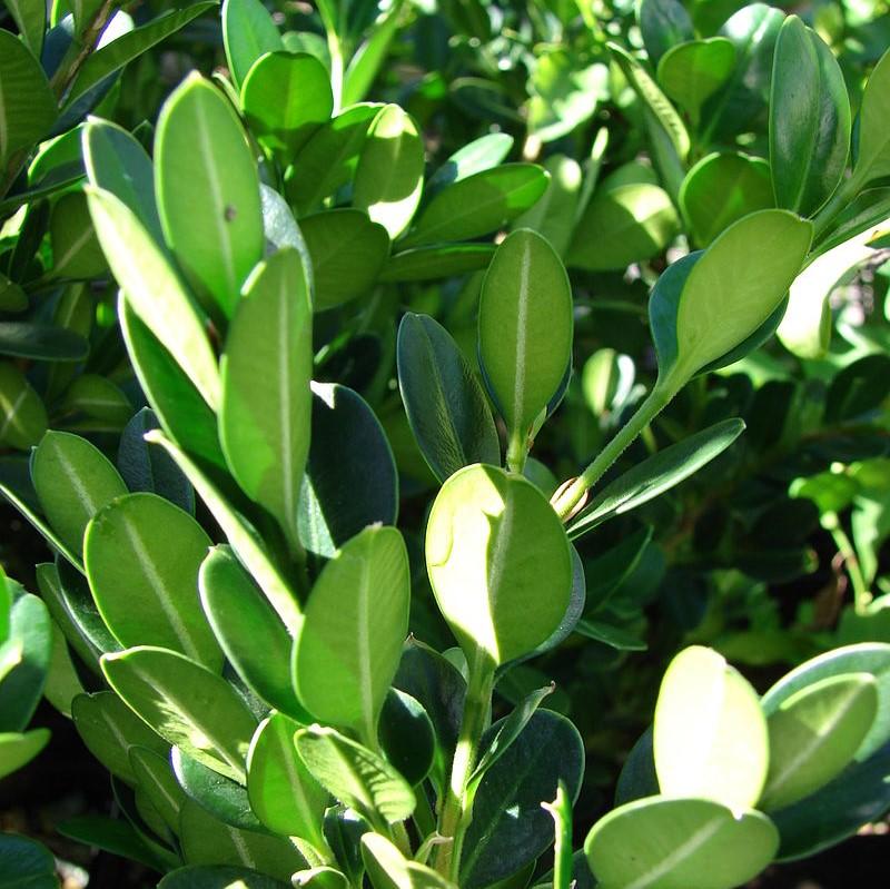 Buxus ‘SB 108’ PP28888 ~ NewGen™ Independence®  Boxwood