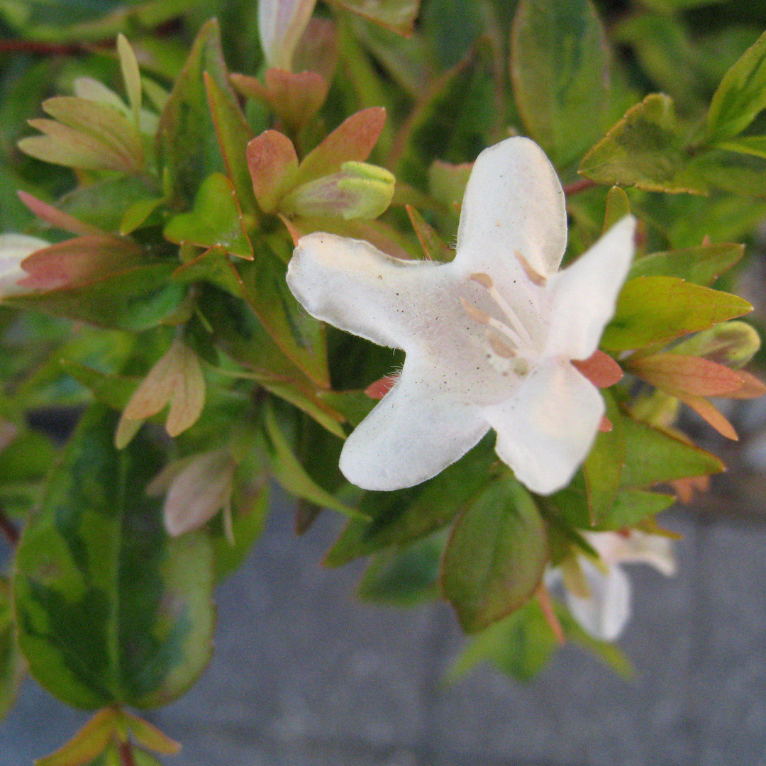 Abelia x grandiflora 'Kaleidoscope' ~ Kaleidoscope Abelia