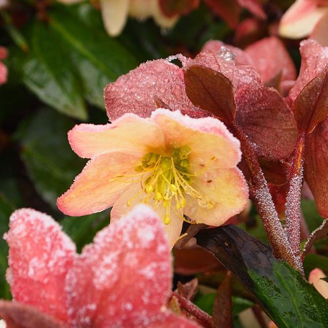 Helleborus x ballardiae 'Coseh 930' ~ HGC® Mahogany Snow Lenten Rose