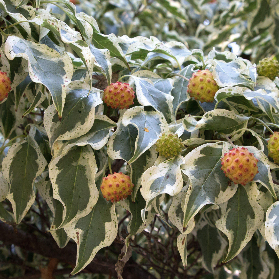 Cornus kousa 'Ojos de lobo' ~ Cornejo de ojos de lobo