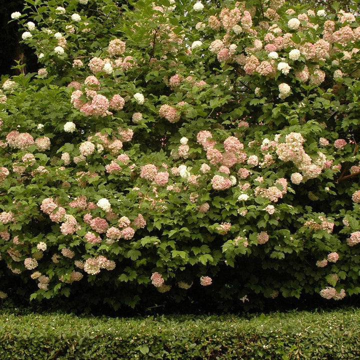 Viburnum opulus 'Roseum' ~ Eastern Snowball