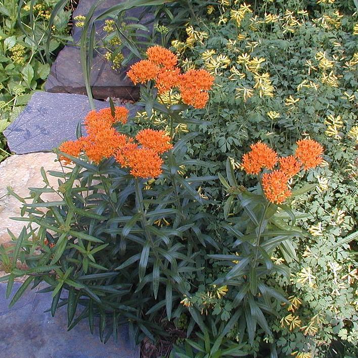 Asclepias tuberosa ~ Butterfly Weed