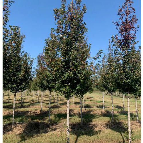 Acer rubrum 'Frank Jr.' PP16769 ~ Redpointe® Red Maple