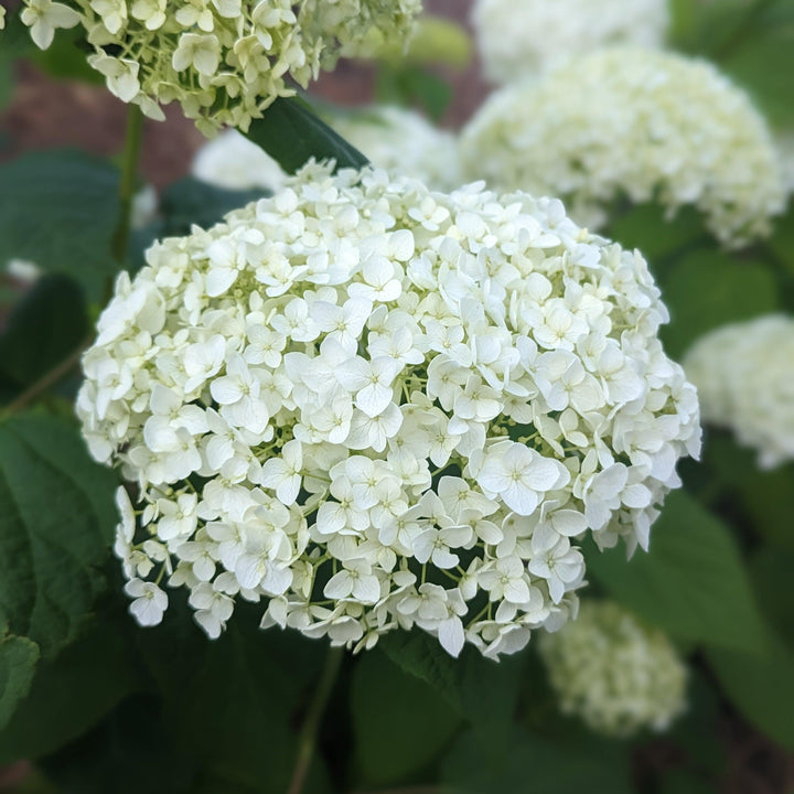 Hydrangea arborescens 'Annabelle' ~ Mophead Hydrangea, Annabelle Hydrangea