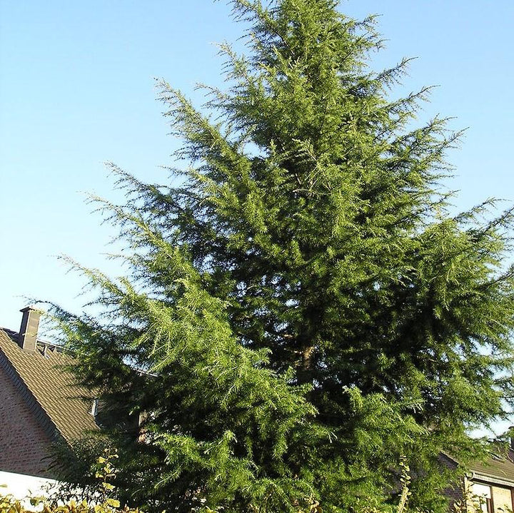 Cedrus deodara 'Bill's Blue' ~ ​​Cedro deodar azul de Bill