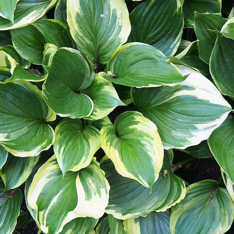 Hosta f. 'Aureomarginata' ~ Aureomarginata Hosta