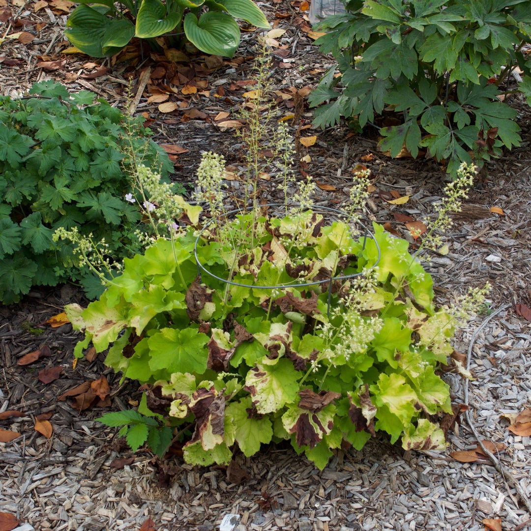 Heuchera 'Guacamole' ~ Guacamole Heuchera